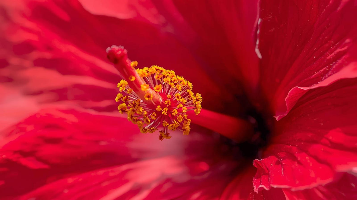 Fleurs d’hibiscus