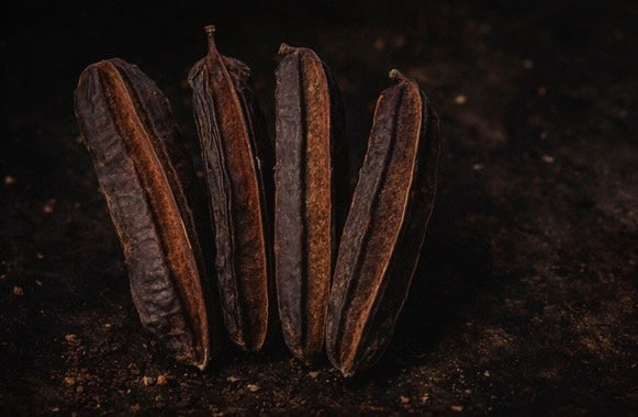 4 CÔTÉS – Tetrapleura tetraptera